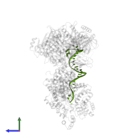 DNA template in PDB entry 8v6i, assembly 1, side view.