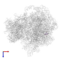 Large ribosomal subunit protein bL32 in PDB entry 8v9j, assembly 1, top view.