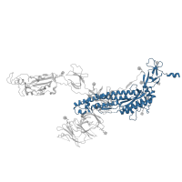 The deposited structure of PDB entry 8wgv contains 3 copies of Pfam domain PF01601 (Coronavirus spike glycoprotein S2) in Spike glycoprotein. Showing 1 copy in chain A.