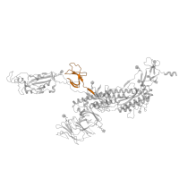 The deposited structure of PDB entry 8wgv contains 3 copies of Pfam domain PF19209 (Coronavirus spike glycoprotein S1, C-terminal) in Spike glycoprotein. Showing 1 copy in chain A.