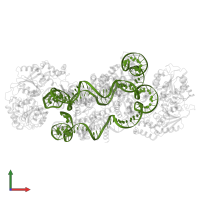 DNA (sense strand) in PDB entry 8wha, assembly 1, front view.