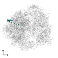 Large ribosomal subunit protein uL22 in PDB entry 8wi7, assembly 1, front view.