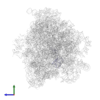 Large ribosomal subunit protein uL4 in PDB entry 8wi7, assembly 1, side view.