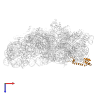 Small ribosomal subunit protein uS13 in PDB entry 8wi9, assembly 1, top view.