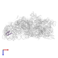 Small ribosomal subunit protein bS20 in PDB entry 8wi9, assembly 1, top view.