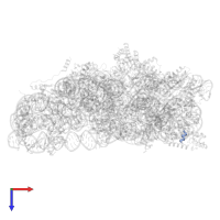 Large ribosomal subunit protein bL31 in PDB entry 8wi9, assembly 1, top view.