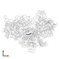 Ribosomal protein mS38 C-terminal domain-containing protein in PDB entry 8wi9, assembly 1, front view.