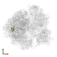 Large ribosomal subunit protein bL20 in PDB entry 8wib, assembly 1, front view.