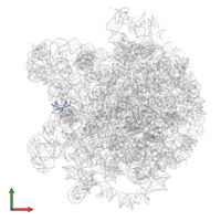 Large ribosomal subunit protein bL33A in PDB entry 8wic, assembly 1, front view.