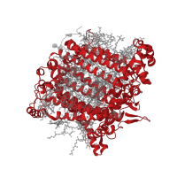 The deposited structure of PDB entry 8wm6 contains 1 copy of Pfam domain PF00223 (Photosystem I psaA/psaB protein) in Photosystem I P700 chlorophyll a apoprotein A1. Showing 1 copy in chain A.