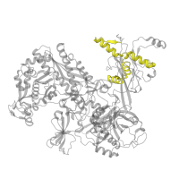 The deposited structure of PDB entry 8x6f contains 1 copy of Pfam domain PF04560 (RNA polymerase Rpb2, domain 7) in DNA-directed RNA polymerase subunit beta. Showing 1 copy in chain C.