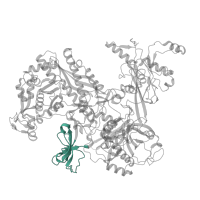 The deposited structure of PDB entry 8x6f contains 1 copy of Pfam domain PF10385 (RNA polymerase beta subunit external 1 domain) in DNA-directed RNA polymerase subunit beta. Showing 1 copy in chain C.