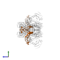 DNA (5'-D(*AP*AP*CP*GP*GP*CP*GP*CP*CP*GP*TP*GP*GP*TP*C)-R(P*(OMG))-3') in PDB entry 8xk9, assembly 1, side view.