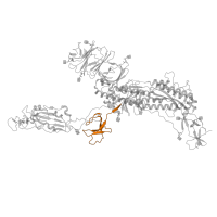 The deposited structure of PDB entry 8xvm contains 1 copy of Pfam domain PF19209 (Coronavirus spike glycoprotein S1, C-terminal) in Spike glycoprotein. Showing 1 copy in chain A.