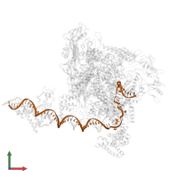 Non-template promoter DNA in PDB entry 8y6u, assembly 1, front view.