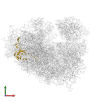 Large ribosomal subunit protein uL4 in PDB entry 8yoo, assembly 1, front view.