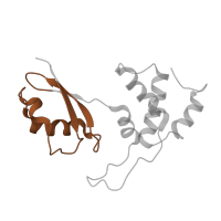 The deposited structure of PDB entry 9bdp contains 1 copy of Pfam domain PF03946 (Ribosomal protein L11, N-terminal domain) in Large ribosomal subunit protein uL11. Showing 1 copy in chain O [auth AL12].