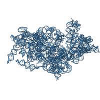 The deposited structure of PDB entry 9bdp contains 1 copy of Rfam domain RF01960 (Eukaryotic small subunit ribosomal RNA) in 18S Ribosomal RNA. Showing 1 copy in chain A [auth A18S].