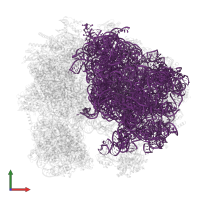 28S ribosomal RNA in PDB entry 9bh5, assembly 1, front view.