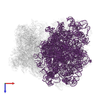 28S ribosomal RNA in PDB entry 9bh5, assembly 1, top view.