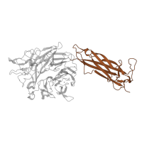 The deposited structure of PDB entry 9cz7 contains 1 copy of Pfam domain PF08441 (Integrin alpha Ig-like domain 1) in Integrin alpha-V heavy chain. Showing 1 copy in chain A.