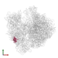 Small ribosomal subunit protein uS8 in PDB entry 9gr1, assembly 1, front view.