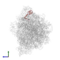 Small ribosomal subunit protein uS13 in PDB entry 9gr1, assembly 1, side view.