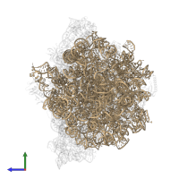 23S ribosomal RNA in PDB entry 9gr1, assembly 1, side view.