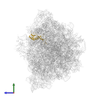 50S ribosomal protein L16 in PDB entry 9gr1, assembly 1, side view.