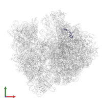 50S ribosomal protein L35 in PDB entry 9gr1, assembly 1, front view.