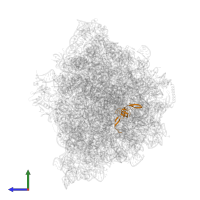 50S ribosomal protein L24 in PDB entry 9gr1, assembly 1, side view.