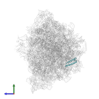 50S ribosomal protein L29 in PDB entry 9gr1, assembly 1, side view.