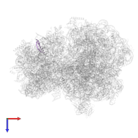 mRNA in SD-aSD duplex in PDB entry 9gr1, assembly 1, top view.