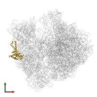 Small ribosomal subunit protein uS2 in PDB entry 9gr1, assembly 1, front view.