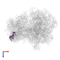 Small ribosomal subunit protein uS4 in PDB entry 9gr1, assembly 1, top view.