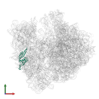 Small ribosomal subunit protein uS5 in PDB entry 9gr1, assembly 1, front view.