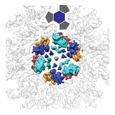 Emdb Emd 12489 Structure Summary Protein Data Bank In Europe Pdbe Embl Ebi