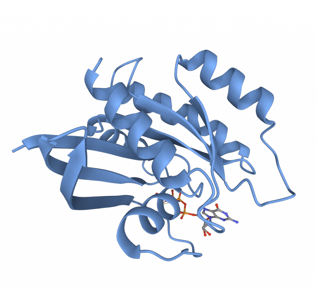 Single-domain globular protein monomer of 5p21 