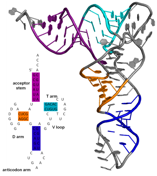 Estructura secundaria y terciaria del ARNt