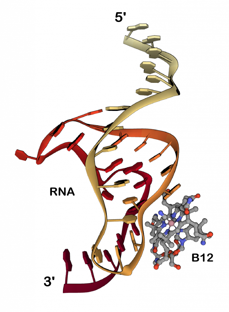 La estructura de la vitamina B12 unida al ARN