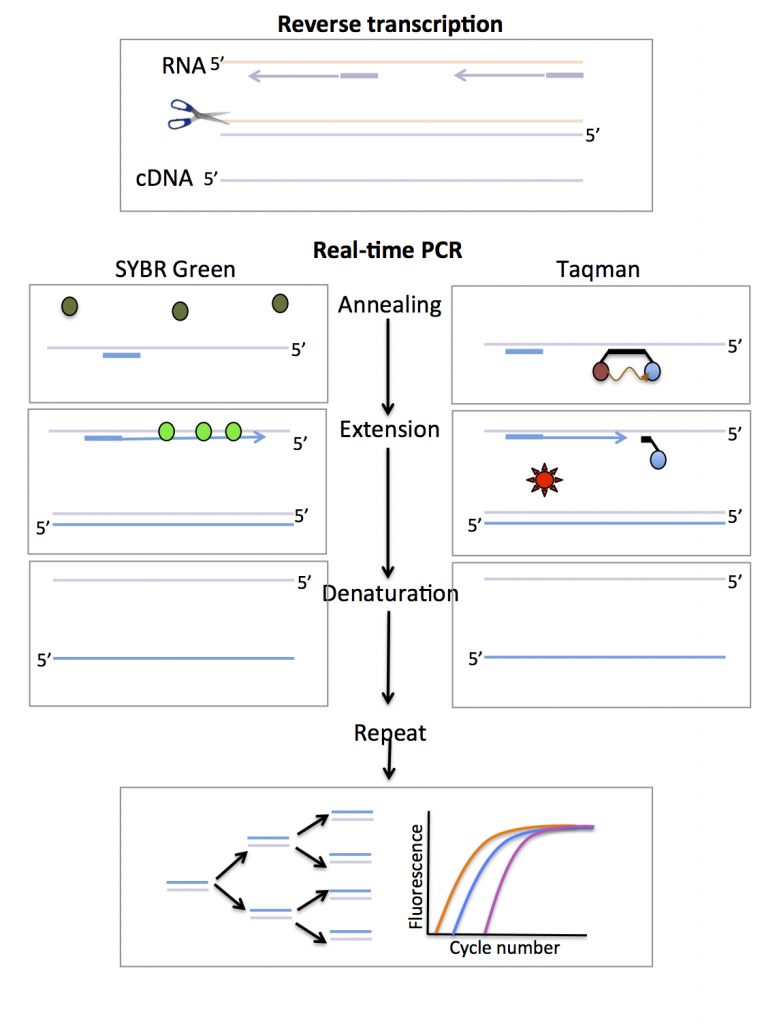 Real-time PCR | Functional genomics II