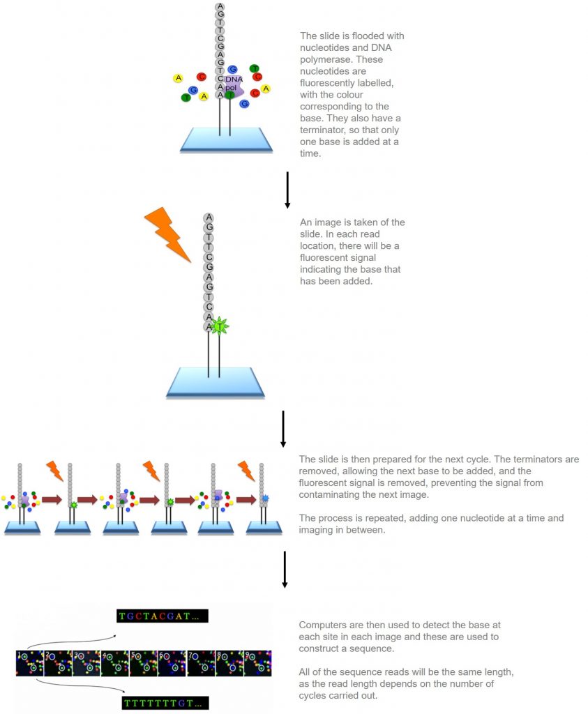 Illumina sequencing | II