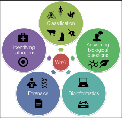 Applications of phylogenetics include classification, identifying pathogens, answering biological questions, forensics and bioinformatics. 